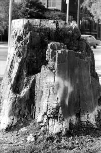 1976-77 The Stump