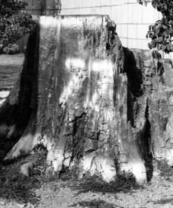 1976-77 The Stump