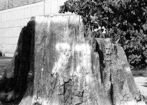 1976-77 The Stump